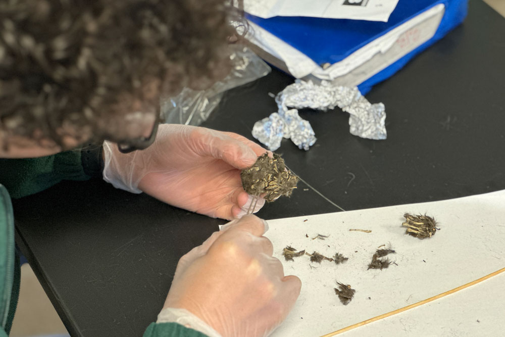 Fun with Fossils: Disecting Barn Owl Pellets (Columbia) - North